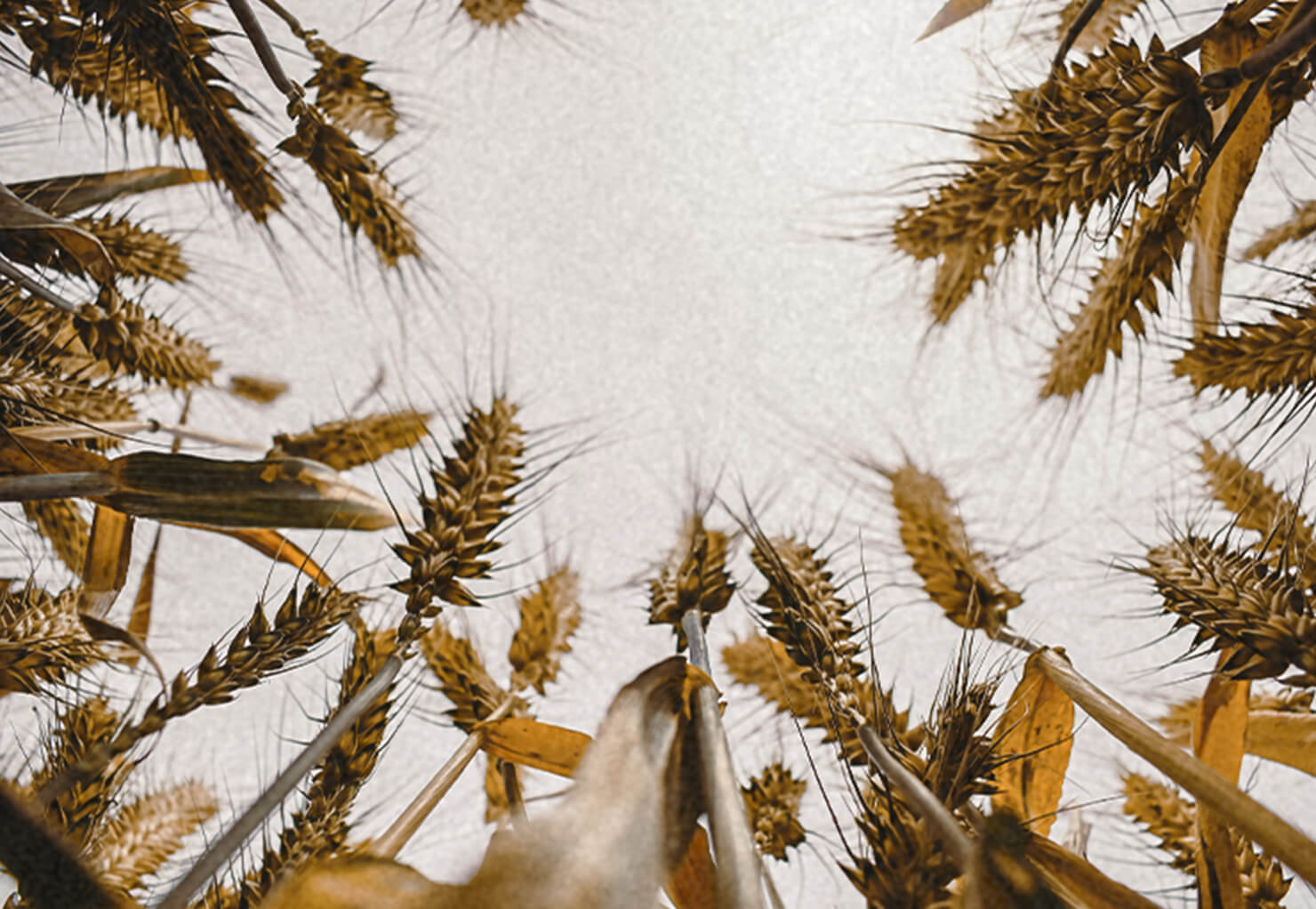 grains used to make vodka